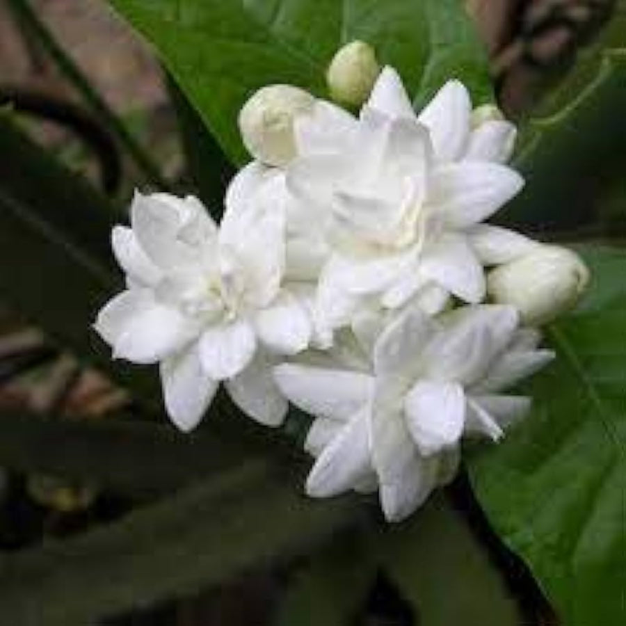 Jasmine Jasminum officinale flower seeds for planting in home garden and balcony containers - for planting in home garden