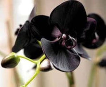 Hydroponic Phalaenopsis Orchid Plant Seeds for gardeners building out beds and borders