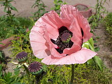 Rosa Farbe Mohnblumenkerne Seeds for a lasting display in the Flower Bed