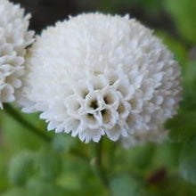 Snowball Cauliflower Heirloom Seeds for a colorful addition to any planting