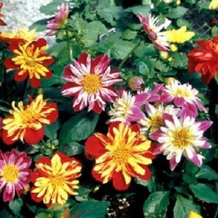 Dahlia Harlequin flower seeds for colorful garden blooms