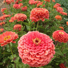 Giant (Color Dane Salmon Malvone Flower Seeds – Soft Peach-Salmon Blooms with Big Impact) for planting in garden