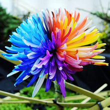Chrysanthemum Rainbow Seeds (Chrysanthemum morifolium) for a lasting display in the home garden or seasonal flower beds