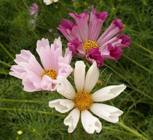 Cosmos Seeds (Cosmos bipinnatus) for colorful blooms in the home garden or backyard borders