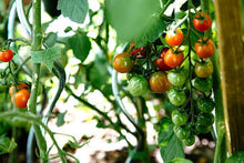 Margherita Hybrid Tomato Seeds (Solanum lycopersicum) for a reliable harvest in the paste tomato backyard gardens