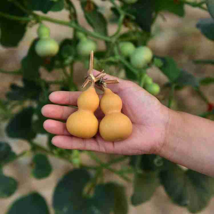 Lagenaria Siceraria Pumpkin for planting in vegetable patch
