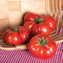 Genuwine Tomato Seeds (Solanum lycopersicum) for productive rows in the midseason backyard gardens