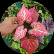 Caladium Caladium bicolor Thailand ornamental foliage seeds for planting in shaded garden beds - for planting in home garden