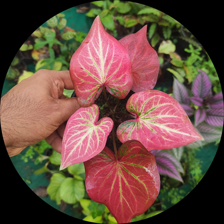 Caladium Caladium bicolor Thailand ornamental foliage seeds for planting in shaded garden beds - for planting in home garden