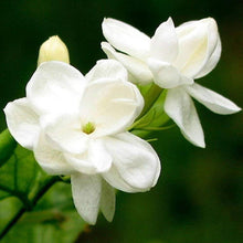 Jasmine Flower Seeds  Fragrant Blooming Garden Plant Garden Plant Seeds