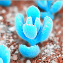 Mini Blue Lithops Stone Seeds for long-term planting in the Bonsai & Home Garden
