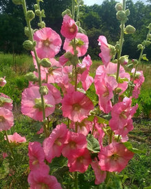Hollyhock Pink Seeds for seasonal color across the Vibrant Garden Blooms