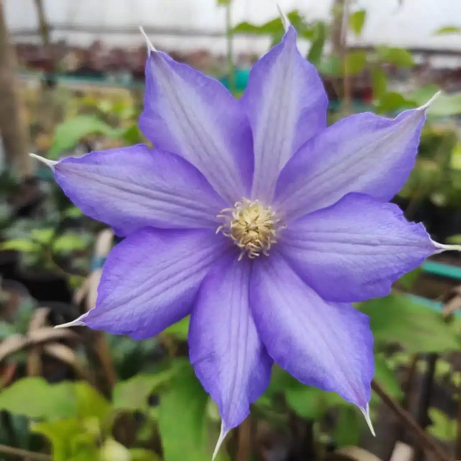 Clematis Clematis vitalba flower bulbs for planting in vertical garden or backyard trellis setups - for planting in home garden