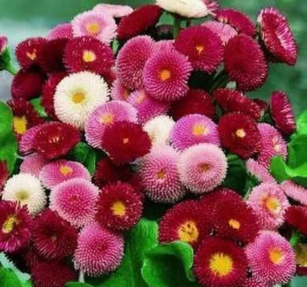 English Daisy 'Bellis Perennis' Seeds for colorful blooms in the Container Planting