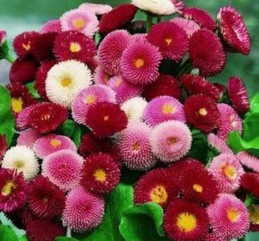 English Daisy 'Bellis Perennis' Seeds for colorful blooms in the Container Planting