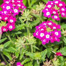 Verbena Logro Burgundy Seeds for seasonal color across the Rich Burgundy Garden Flowers