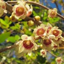 Chimonanthus Praecox Seeds (Chimonanthus praecox) for a lasting display in the Garden