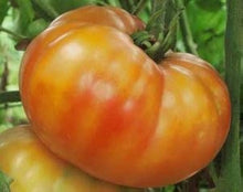 Big Orange Tomato Seeds for productive rows in the Your Garden or Orchard