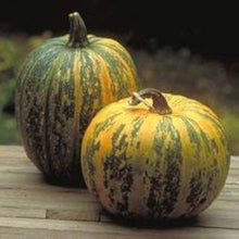Jack Be Little Pumpkin Seeds for growers stocking the Garden