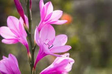 Watsonia Borbonica Seeds (Watsonia borbonica) for a bright addition to the Flower Home Garden