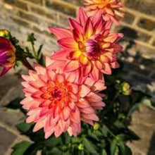 Dahlia Flowers Mini Bonsai Seeds for long-term planting in the yard