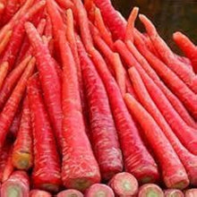 Carrot Daucus Carota Rainbow Mix Seeds for growers stocking the Kitchen Raised Beds