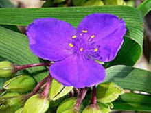 Spiderwort Seeds for growers seeking a long-blooming display