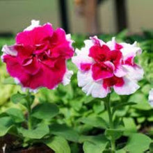 Tritunia Rose Star Seeds prized for stunning Rose-Colored Petunias