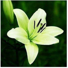 Blue Heart Lily Seeds for a bright addition to the Flower Bed & Home Garden