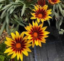 Gazania Rigens Seeds grown for orange Gardening
