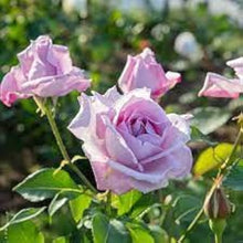 Blue Moon Climbing Rose Seeds for vertical growth across the Garden