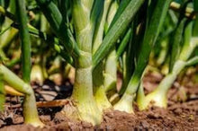 Long Day White Sweet Spanish Onion Seeds for home growers seeking a reliable harvest