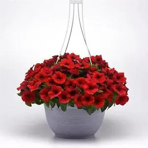 Dark Red Velvet Petunia for garden flower planting