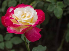 Rose Rosa Species Seeds for a bright addition to the Flower Bed & Home Garden