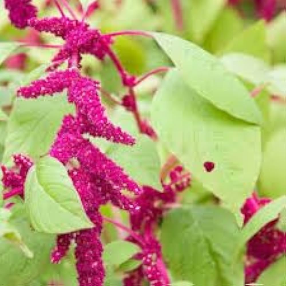 Amaranthus Bugie Nappa love-lies-bleeding for planting in flower garden