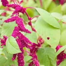 Amaranthus Bugie Nappa love-lies-bleeding for planting in flower garden