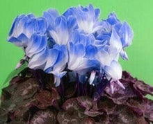 Cyclamen Cyclamen Persicum Blue Seeds grown for shaded Indoor Decoration