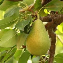 Giant Orange Pear Seeds for growers planting the Bonsai & Garden