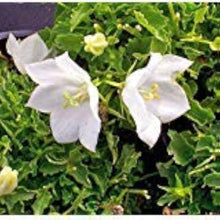 Bellflower Campanula Carpatica White Seeds for growers filling out the Garden Containers