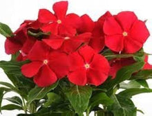 Vinca Seeds (Catharanthus roseus) for gardeners building out beds and borders