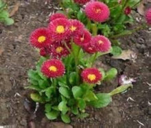 Red Daisy Seeds (Bellis perennis) for a bright addition to the flower bed pollinator garden