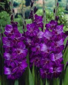 Gladiolus Perennial Seeds for reliable seasonal color