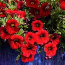 Calibrachoa Kabloom Crave Sunset Seeds for growers seeking a long-blooming display