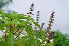 Holy Basil Seeds (Ocimum tenuiflorum) for a fragrant addition to the Herb Balcony Pots