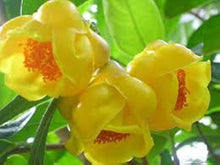 Golden Camellia Seeds (Camellia spp.) for a bright addition to the Garden & Flower Bed