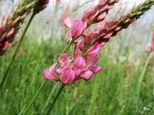 Sainfoin Seeds for gardeners building out beds and borders