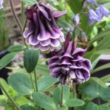 Aquilegia Seeds for colorful blooms in the home garden flower bed