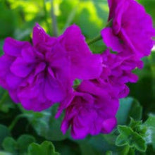 Purple Univalve Geranium Seeds for a lasting display in the Flower Bed & Garden