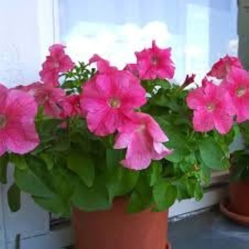 Petunia Petunia Hybrida flower seeds for planting in backyard gardening and hanging baskets - for planting in home garden