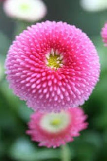 Daisy Monstrosa Double Mix Seeds for colorful blooms in the Garden Flower Beds